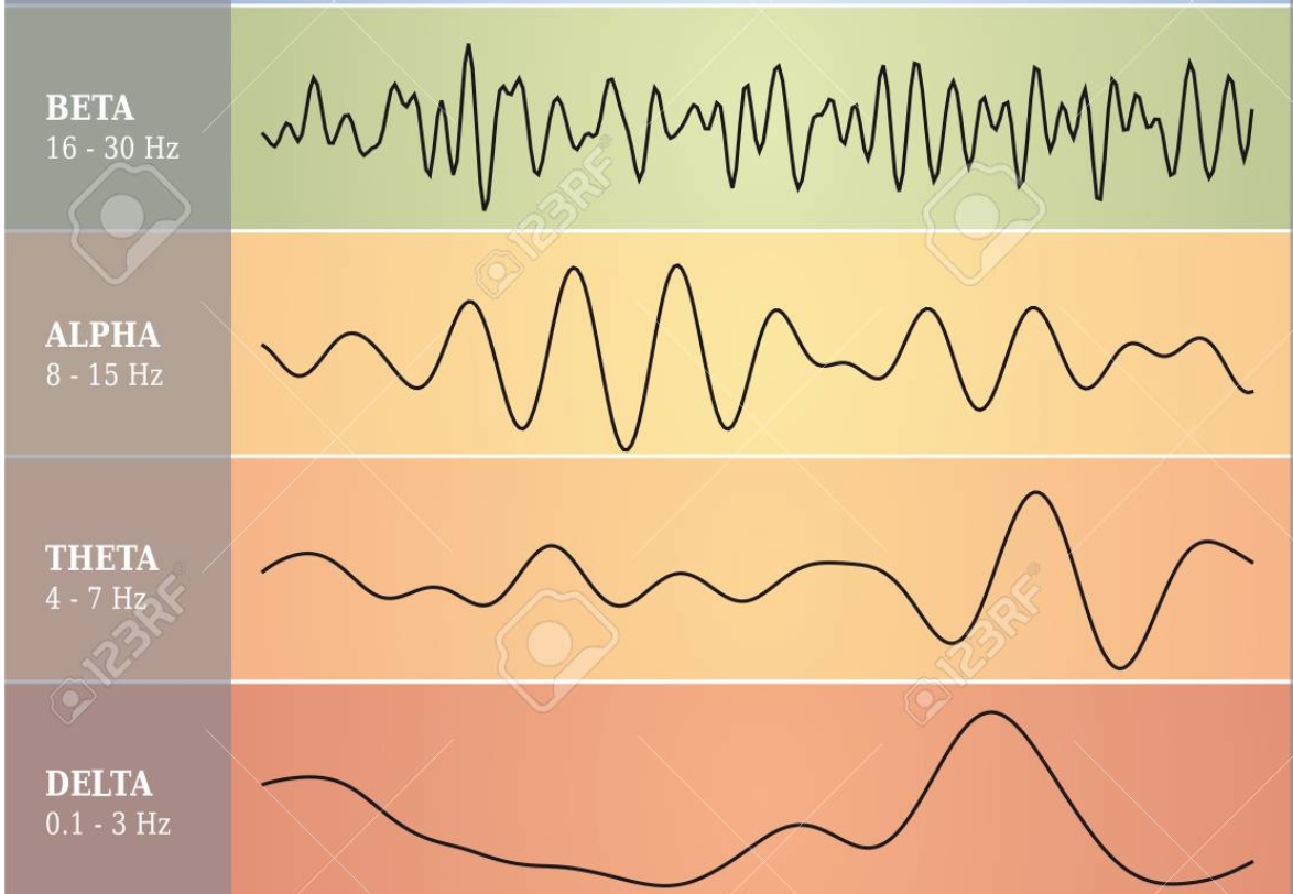 brain wave frequency